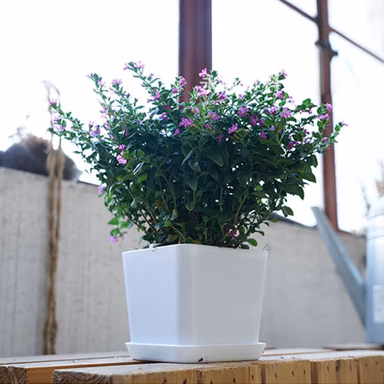 Pot de fleur carré polygonal rond de jardin en plastique avec plateau petite plante de pépinière d'intérieur